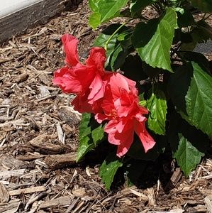 Meet your Posher, Perla